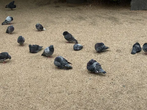 鳩たちの集会、平和なひととき