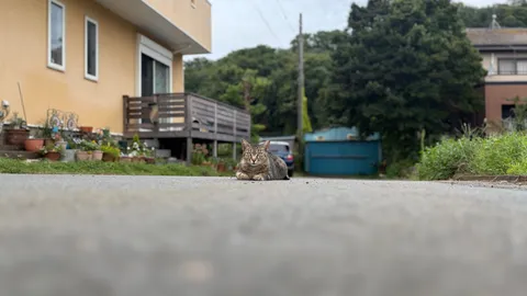 道端で感じる小さな静けさ