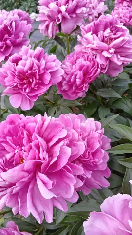 ピンクの花園・春の息吹