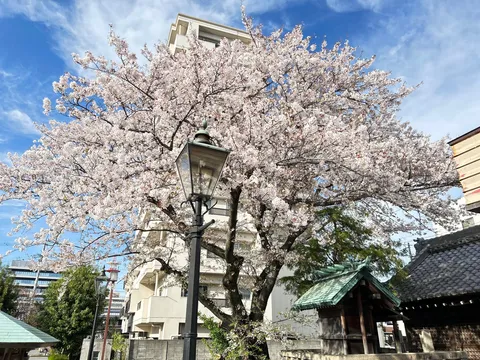 満開の桜とレトロな街灯、春の風情