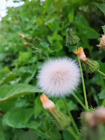 風に舞う、綿毛の囁き