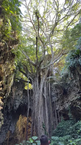 天井から伸びる根の滝
