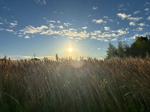 麦畑と夕陽のコントラスト