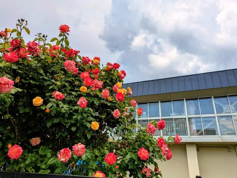 雨上がりのバラと空