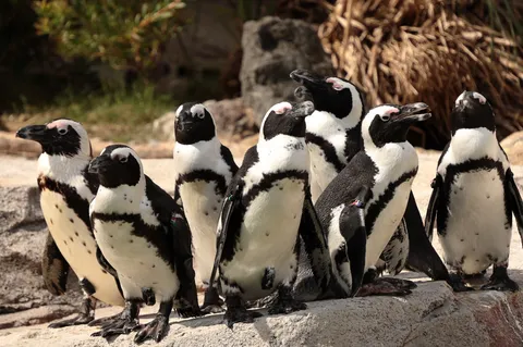 ペンギンたちの穏やかな集い