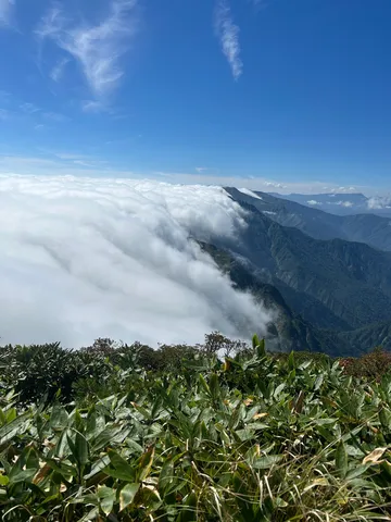 雲海と緑のコントラスト