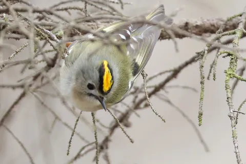 枝にぶら下がる小鳥の愛らしさ