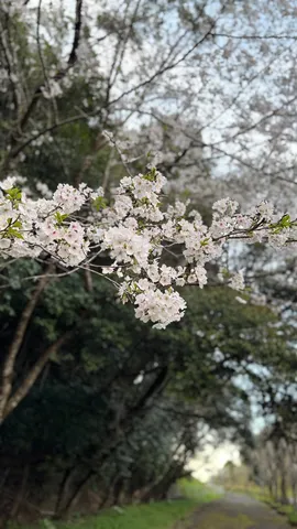 風に揺れる桜の彼方へ