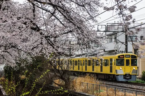 春爛漫！桜と黄色の電車の共演