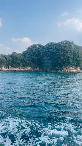 漂う夏の海岸線の緑影