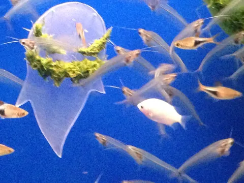 水中を漂う透明な生命