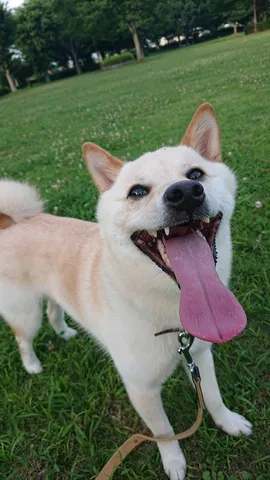 舌長っ！爆笑柴犬、夏の公園に現る