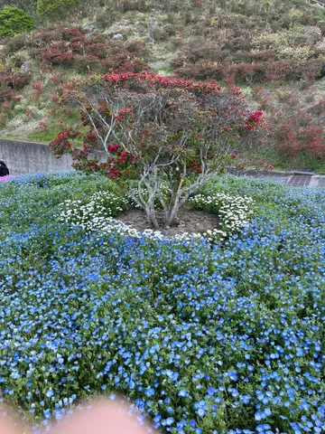 青い絨毯と真紅の花のコントラスト