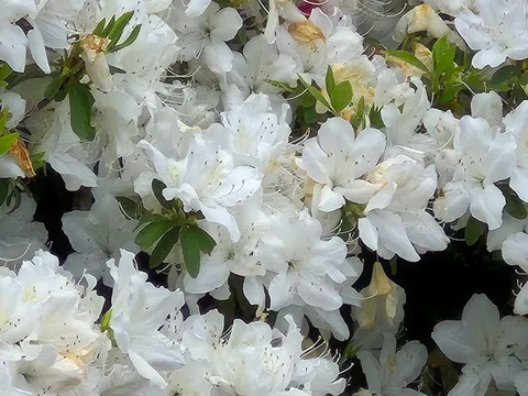 白い花々の優しい絨毯