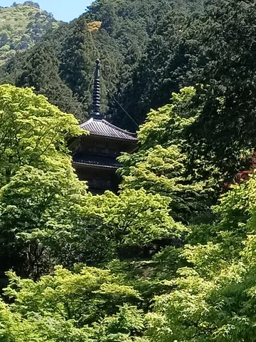 新緑に包まれた古刹の塔