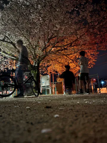 夜桜の下、残像拳を極めし者たち