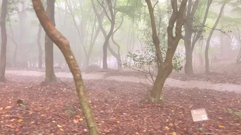 霧に包まれた幻想的な森