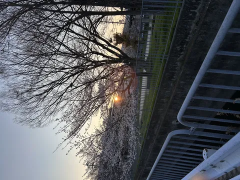 水路と桜の夕景