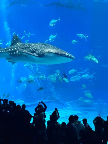 悠然と泳ぐジンベエザメと熱気あふれる観客