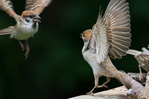 飛び立つ雀、空に挑む