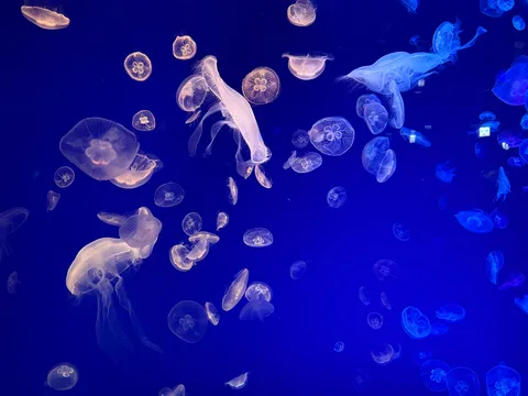 静寂を泳ぐ、光のクラゲたち