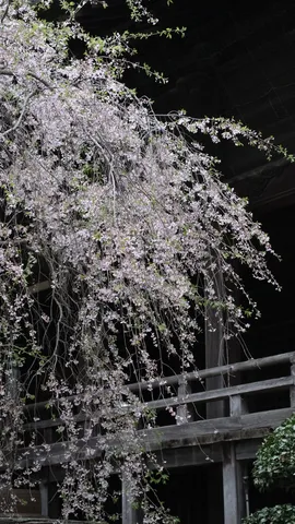 風に舞う花、古木の囁き