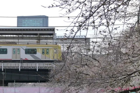 桜に埋もれる街の電車