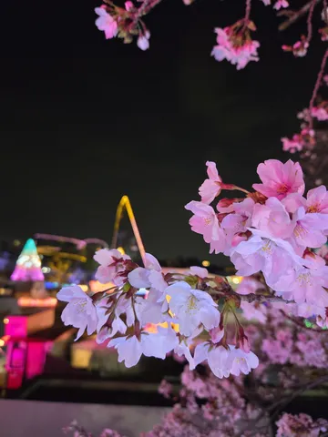 宵の桜、光と舞う