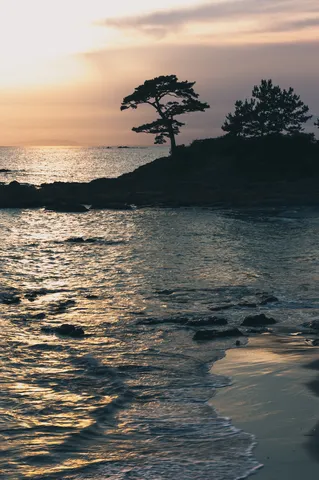 夕暮れ時の海辺、風にそよぐ木