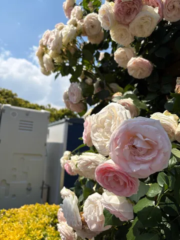 薔薇が呼ぶ晴れ日