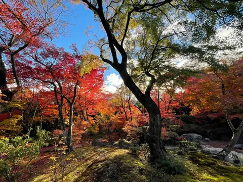 陽光きらめく錦秋の森