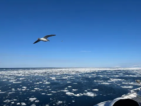 蒼穹を舞う、氷海の翼