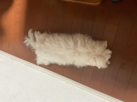 床で伸びる白い毛の犬