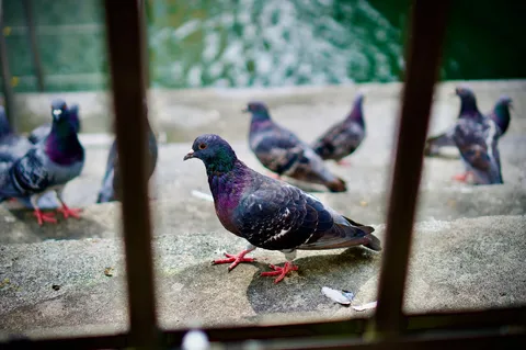 階段と色彩を巡る鳩たち