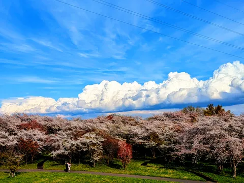 春の青空と満開の桜