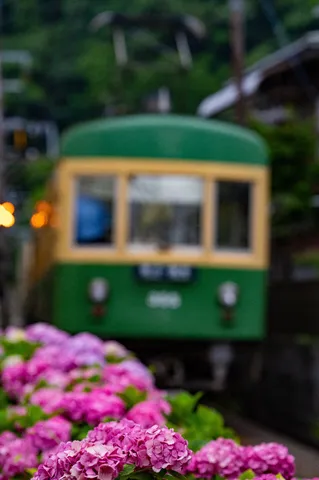 紫陽花とレトロ電車のノスタルジー
