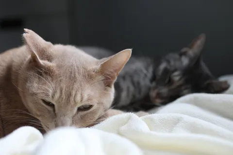 猫たちのまどろみ時間