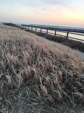 枯れ草と水平線の冬景色