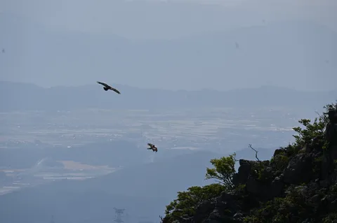 悠然と空を舞う猛禽