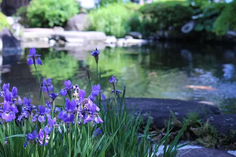 風に揺れる紫の調べ