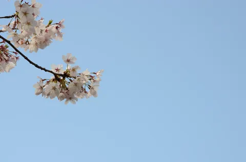 春空に舞う、桜の儚さ