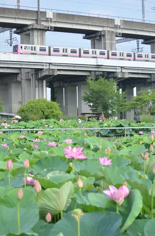 蓮の花とピンクの電車