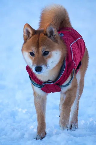 冬のお散歩、あったかモコモコ