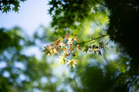 木漏れ日の葉影