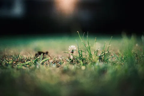 草むらの小さな花の佇み
