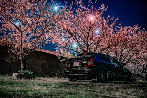 夜桜に照らされる相棒