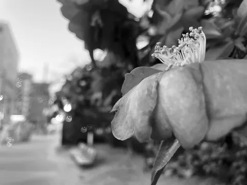 雨粒越しの花、 bokehの街。
