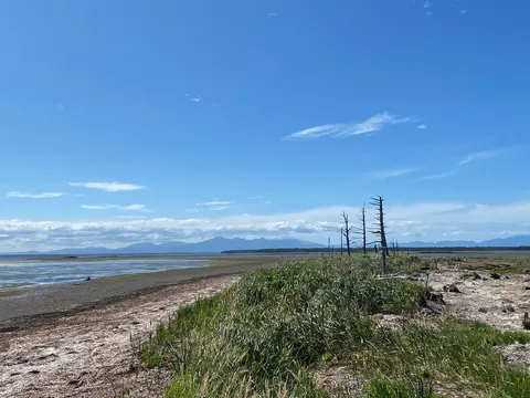 広がる水面と枯れ木、静かな水平線