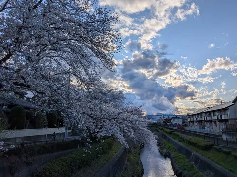春爛漫、小川と桜並木