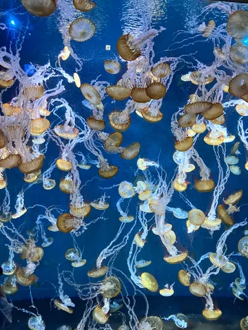 海中の光と糸の群舞
